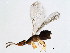  (Blastophaga sp. 1-HAR - HAR-WIE.1-HN-3)  @14 [ ] CreativeCommons - Attribution (2008) Unspecified Centre for Biodiversity Genomics