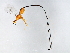  (Philotrypesis sp. 1-HIRB - HIRB-PHI.1-HN-4)  @14 [ ] CreativeCommons - Attribution (2008) Unspecified Centre for Biodiversity Genomics