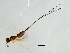  (Apocryptophagus sp. 1-SEM - SEM-APP.1-YN-5)  @12 [ ] CreativeCommons - Attribution (2008) Unspecified Centre for Biodiversity Genomics