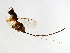  ( - SEM-APO.1-YN-3)  @13 [ ] CreativeCommons - Attribution (2008) Unspecified Centre for Biodiversity Genomics