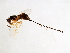  ( - SEM-APO.1-YN-4)  @14 [ ] CreativeCommons - Attribution (2008) Unspecified Centre for Biodiversity Genomics