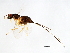  ( - SEM-APO.1-YN-7)  @12 [ ] CreativeCommons - Attribution (2008) Unspecified Centre for Biodiversity Genomics