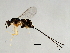  (Apocrypta sp. 1-TIN - TIN-APO.1-GZ-3)  @14 [ ] CreativeCommons - Attribution (2008) Unspecified Centre for Biodiversity Genomics