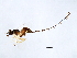  ( - RAC-APO.1-YN-5)  @13 [ ] CreativeCommons - Attribution (2008) Unspecified Centre for Biodiversity Genomics