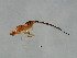  (Philotrypesis sp. 2-DRUP - DRUP-PHI.2-YN-7)  @13 [ ] CreativeCommons - Attribution (2008) Unspecified Centre for Biodiversity Genomics