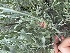  (Artemisia tridentata - YNP_HKH151)  @11 [ ] CreativeCommons  Attribution Non-Commercial (by-nc) (2025) Unspecified Yellowstone National Park Herbarium 