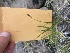  ( - YNP_HKH012)  @11 [ ] CreativeCommons  Attribution Non-Commercial (by-nc) (2025) Unspecified Yellowstone National Park Herbarium 