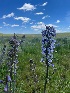  (Delphinium occidentale - YNP_CS89)  @11 [ ] CreativeCommons  Attribution Non-Commercial (by-nc) (2025) Unspecified Yellowstone National Park Herbarium 