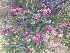  (Grayia spinosa - YNP_HKH400)  @11 [ ] CreativeCommons  Attribution Non-Commercial (by-nc) (2025) Unspecified Yellowstone National Park Herbarium 