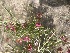  ( - YNP_HKH400)  @11 [ ] CreativeCommons  Attribution Non-Commercial (by-nc) (2025) Unspecified Yellowstone National Park Herbarium 