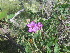  (Geranium viscosissimum - YNP_HA194)  @11 [ ] CreativeCommons  Attribution Non-Commercial (by-nc) (2025) Unspecified Yellowstone National Park Herbarium 