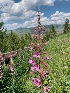  (Chamaenerion angustifolium - YNP_HKH044)  @11 [ ] CreativeCommons  Attribution Non-Commercial (by-nc) (2025) Unspecified Yellowstone National Park Herbarium 