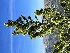  ( - YNP_HKH351)  @11 [ ] CreativeCommons  Attribution Non-Commercial (by-nc) (2025) Unspecified Yellowstone National Park Herbarium 