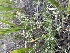  (Astragalus miser var. praeteritus - YNP_HKH559)  @11 [ ] CreativeCommons  Attribution Non-Commercial (by-nc) (2025) Unspecified Yellowstone National Park Herbarium 