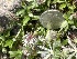  (Salix petrophila - YNP_HKH590)  @11 [ ] CreativeCommons  Attribution Non-Commercial (by-nc) (2025) Unspecified Yellowstone National Park Herbarium 