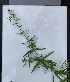  (Galium boreale - YNP_HKH302)  @11 [ ] CreativeCommons  Attribution Non-Commercial (by-nc) (2024) Unspecified Yellowstone National Park Herbarium 