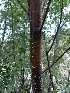  ( - YNP_HKH354)  @11 [ ] CreativeCommons  Attribution Non-Commercial (by-nc) (2024) Unspecified Yellowstone National Park Herbarium 