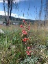  ( - YNP_HA1070)  @11 [ ] CreativeCommons  Attribution Non-Commercial (by-nc) (2025) Unspecified Yellowstone National Park Herbarium 