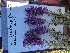  (Phacelia sericea - YNP_HKH374)  @11 [ ] CreativeCommons  Attribution Non-Commercial (by-nc) (2024) Unspecified Yellowstone National Park Herbarium