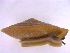  (Geotrochus paraguensis - BORMOL13224)  @11 [ ] CreativeCommons  Attribution Non-Commercial Share-Alike (2017) Chang Zi Yuan Universiti Malaysia Sabah, BORNEENSIS Reference Collection Centre