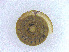  (Geotrochus kitteli - BORMOL6406)  @11 [ ] CreativeCommons  Attribution Non-Commercial Share-Alike (2017) Chang Zi Yuan Universiti Malaysia Sabah, BORNEENSIS Reference Collection Centre
