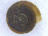  (Trochomorpha - BORMOL6413)  @11 [ ] CreativeCommons  Attribution Non-Commercial Share-Alike (2017) Chang Zi Yuan Universiti Malaysia Sabah, BORNEENSIS Reference Collection Centre
