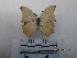  ( - CH-0000653-E07)  @12 [ ] CreativeCommons  Attribution Non-Commercial Share-Alike (2016) Hugo Álvarez Museo de Zoología, El Colegio de la Frontera Sur, Unidad Chetumal