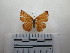  ( - CH-0000654-B10)  @13 [ ] CreativeCommons  Attribution Non-Commercial Share-Alike (2016) Hugo Álvarez Museo de Zoología, El Colegio de la Frontera Sur, Unidad Chetumal