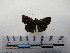  ( - CH-0000654-D09)  @12 [ ] CreativeCommons  Attribution Non-Commercial Share-Alike (2016) Hugo Álvarez Museo de Zoología, El Colegio de la Frontera Sur, Unidad Chetumal