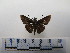  ( - CH-0000654-D10)  @12 [ ] CreativeCommons  Attribution Non-Commercial Share-Alike (2016) Hugo Álvarez Museo de Zoología, El Colegio de la Frontera Sur, Unidad Chetumal