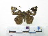  ( - CH-0000654-H03)  @12 [ ] CreativeCommons  Attribution Non-Commercial Share-Alike (2016) Hugo Álvarez Museo de Zoología, El Colegio de la Frontera Sur, Unidad Chetumal