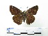  ( - CH-0000654-H05)  @13 [ ] CreativeCommons  Attribution Non-Commercial Share-Alike (2016) Hugo Álvarez Museo de Zoología, El Colegio de la Frontera Sur, Unidad Chetumal