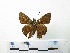  ( - CH-0000654-H11)  @13 [ ] CreativeCommons  Attribution Non-Commercial Share-Alike (2016) Hugo Álvarez Museo de Zoología, El Colegio de la Frontera Sur, Unidad Chetumal