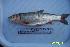  (Tribolodon brandtii - IMB8)  @11 [ ] Unspecified (default): All Rights Reserved  Unspecified Unspecified