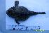  (Hemitripterus villosus - IMB33)  @11 [ ] Unspecified (default): All Rights Reserved  Unspecified Unspecified