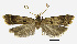  (Deltoplastis lobigera - NKU_YS021)  @11 [ ] CreativeCommons - Attribution Share-Alike (2021) Unspecified Nankai University, College of Life Sciences