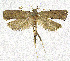  (Torodora angulata - NKU_YS012)  @11 [ ] CreativeCommons - Attribution Share-Alike (2021) Unspecified Nankai University, College of Life Sciences