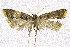  (Torodora dentisaccula - NKU_YS030)  @11 [ ] CreativeCommons - Attribution Share-Alike (2021) Unspecified Nankai University, College of Life Sciences
