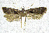  (Torodora parallactis - NKU_YS009)  @11 [ ] CreativeCommons - Attribution Share-Alike (2021) Unspecified Nankai University, College of Life Sciences