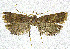  (Torodora sirtalis - NKU_YS010)  @11 [ ] CreativeCommons - Attribution Share-Alike (2021) Unspecified Nankai University, College of Life Sciences