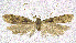  (Torodora trigonopis - NKU_YS003)  @11 [ ] CreativeCommons - Attribution Share-Alike (2021) Unspecified Nankai University, College of Life Sciences