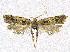 (Torodora xizangensis - NKU_YS029)  @11 [ ] CreativeCommons - Attribution Share-Alike (2021) Unspecified Nankai University, College of Life Sciences
