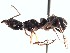  (Neoponera rugosula - BC10U20A1T5)  @13 [ ] CreativeCommons - Attribution (2015) David Donoso UTPL