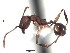  (Pheidole ACY2571 - BC20D20B3T5)  @12 [ ] CreativeCommons - Attribution (2015) David Donoso UTPL