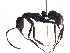  (Neoponera eleonorae - BC20U10A5T4)  @13 [ ] CreativeCommons - Attribution (2015) David Donoso UTPL
