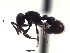  (Proceratium ACY2761 - BCET009)  @13 [ ] CreativeCommons - Attribution (2015) David Donoso UTPL