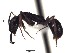  (Anochetus simoni - BCET010)  @13 [ ] CreativeCommons - Attribution (2015) David Donoso UTPL