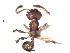  (Pheidole ACY2379 - BCET014)  @13 [ ] CreativeCommons - Attribution (2015) David Donoso UTPL