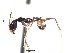  (Pheidole ACY2040 - BCYT035)  @12 [ ] CreativeCommons - Attribution (2015) David Donoso UTPL