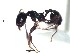  (Pheidole ACY2212 - BCYT046)  @13 [ ] CreativeCommons - Attribution (2015) David Donoso UTPL